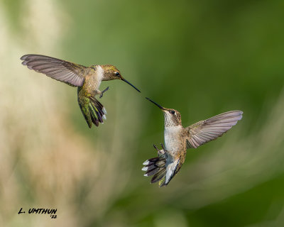 Black-chinned Hummingbirds