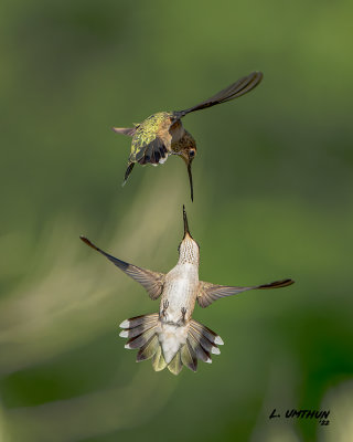 Black-chinned Hummingbirds