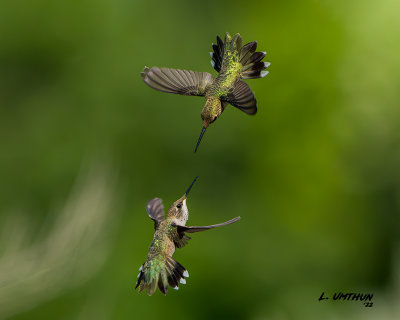 Black-chinned Hummingbird