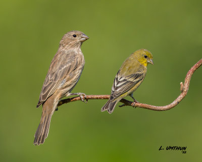 Lesser Goldfinch & House Finch