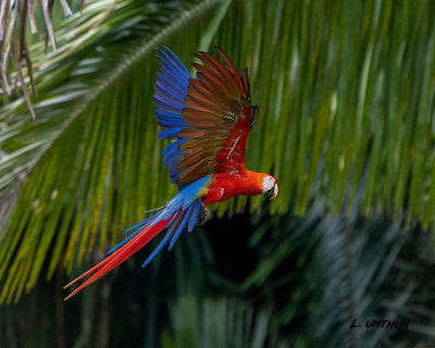 Scralet macaw