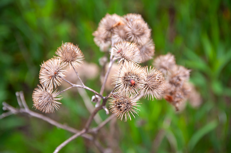 Burdock Top View