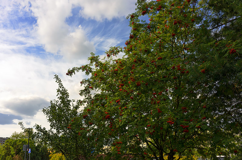 Red Rowan Berries And The White Clouds