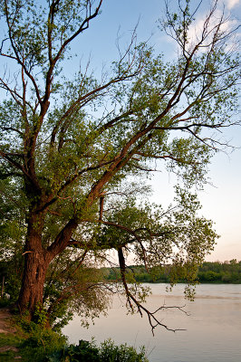 Tree By The River
