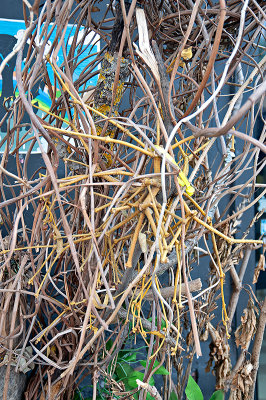 Tangled