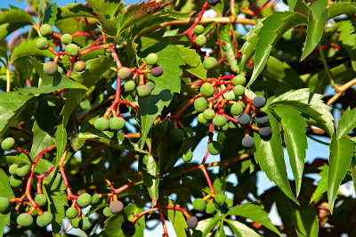 Leaves And Grapes