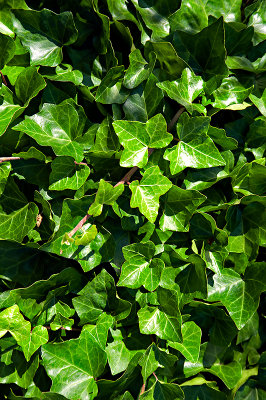 Green Ivy