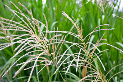 Natural Grass Composition