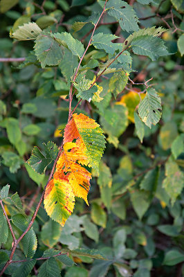 First Autumn Leaves
