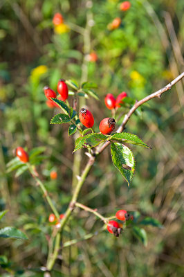 Wild Rose Hips
