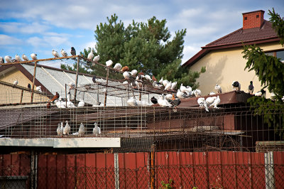 Feathered 