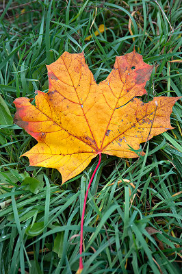 Leaf