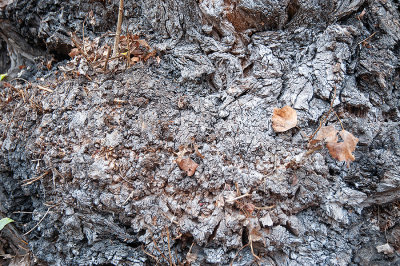 Bark