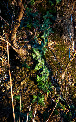 Light On The Ivy
