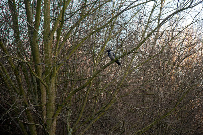 The Hooded Crow In The Woods