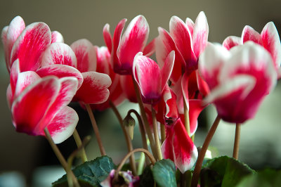 Red And White Cyclamen
