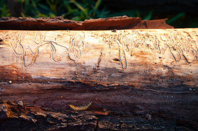 Naturally Carved, Top View