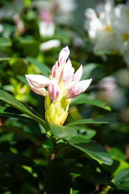A Bud Seen From The Side
