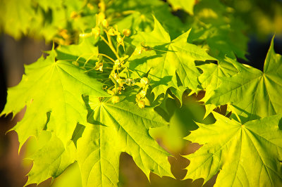 Fresh Green Leaves - Top