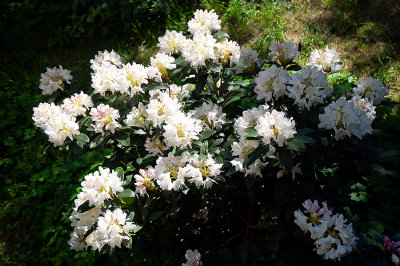 Top View Of Rhododendron Shrub