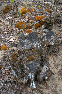 Top Part Of The Stump