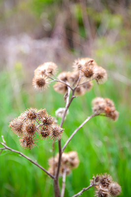 Burdock Side View