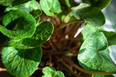 Rebloom
