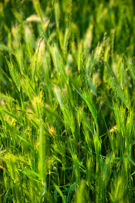 Re-Green