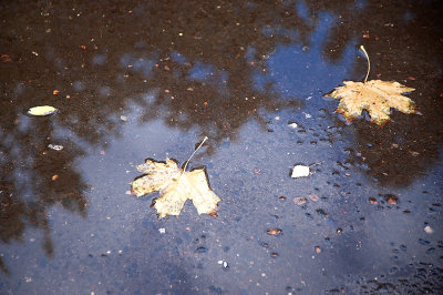Autumn In The Puddle