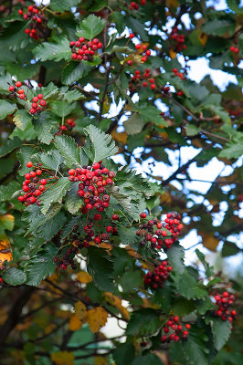 Red And Green