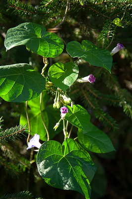 Ready To Bloom In October