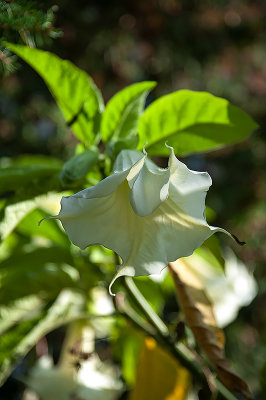 Nicely Shaped Datura 