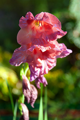 Gladiolus