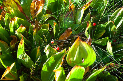 Lily Of The Valley Berries