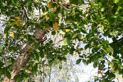 Woodpecker Among The Leaves