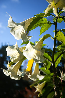 White Trumpets In Blue Sky