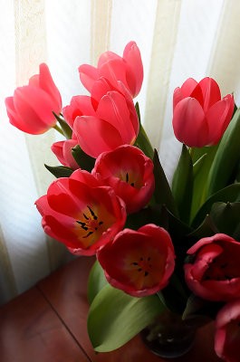 Grandma's Tulips
