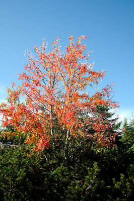 The Red Tree