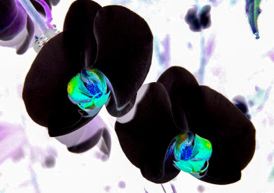 Black Orchids