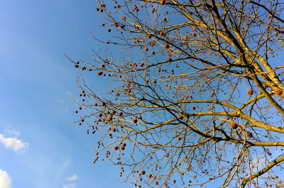 Yellow And Blue