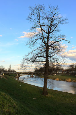 View On The River And Tree