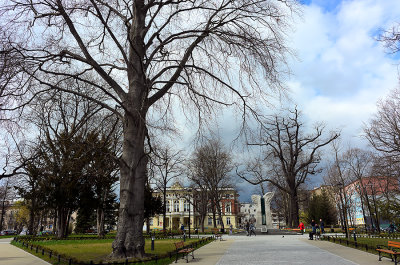 Big Trees In The Park