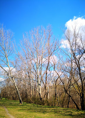 Sunny Day