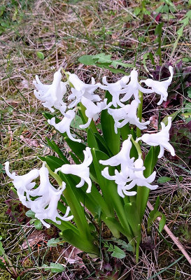 White Garden Hyacinth
