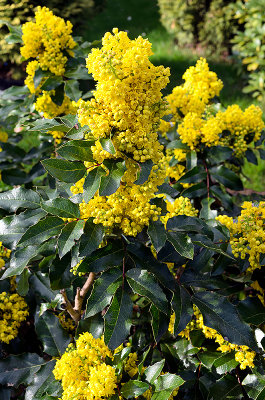 Mahonia