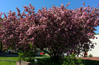 Abundance Of Pink