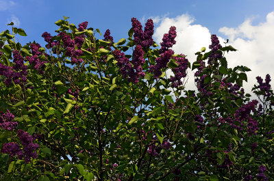 Lilacs Blooming