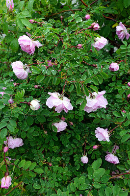 Roses In The Rain