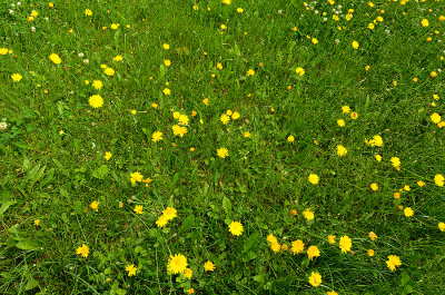 Yellow And Green