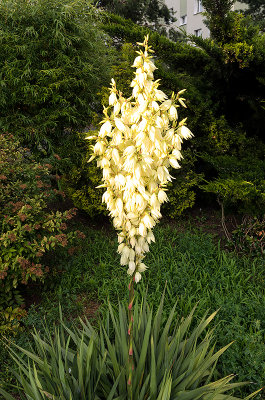Yucca Blooming